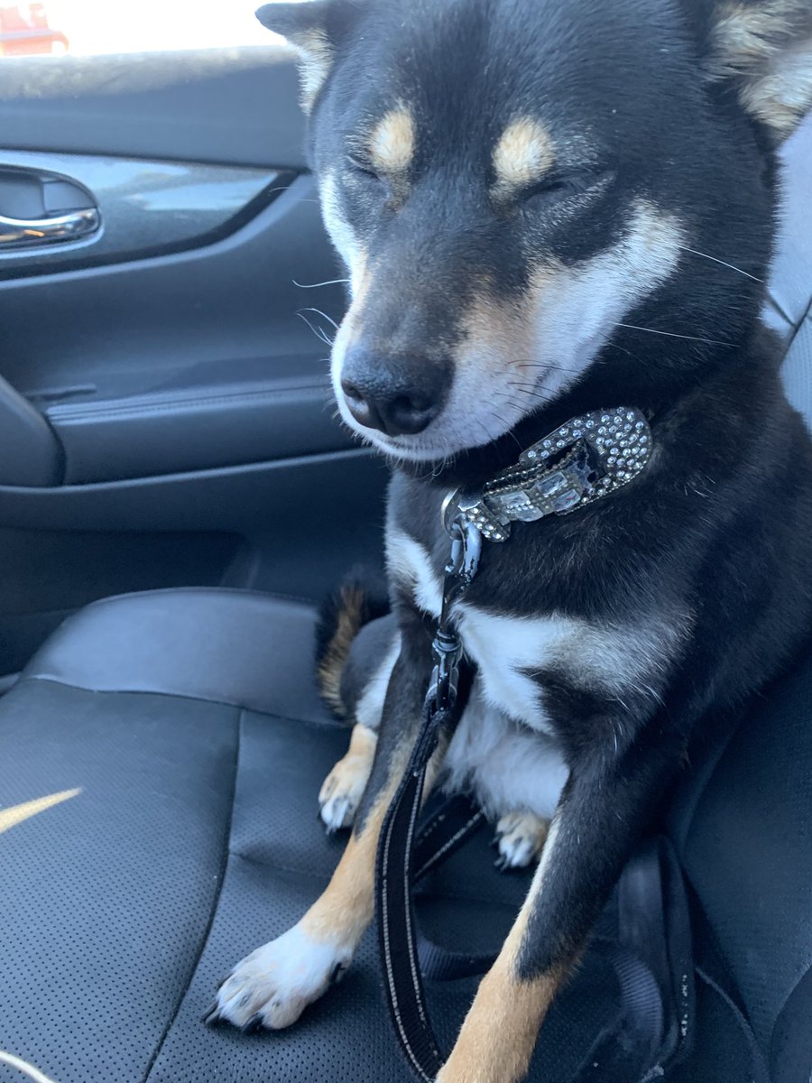 HoldForAllyson's tweet photo. Someone discovered the seat warmer in the car today #toastypaws #MerryChristmasEve https://t.co/DZBE2mI9jE
