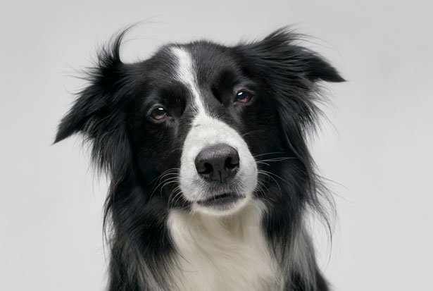 Massimo On Twitter Betsy Is A Black And White Longhaired Border