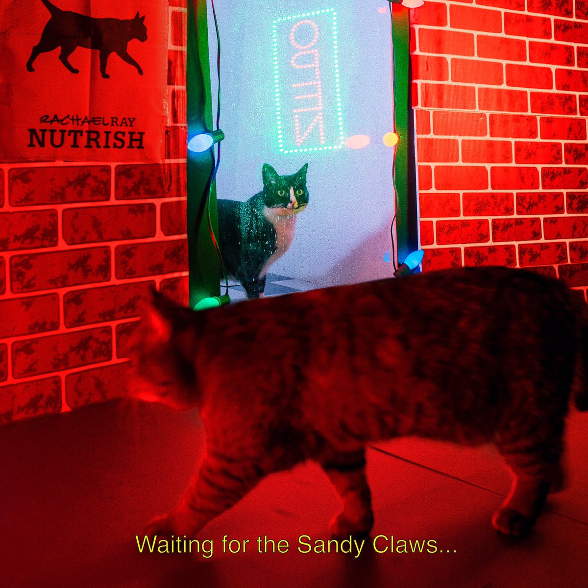 CheetoTuxedo's tweet image. Seasons greetings from Princess Cheeto’s @nutrish bodega! ✨ #sponsored #NutrishPets