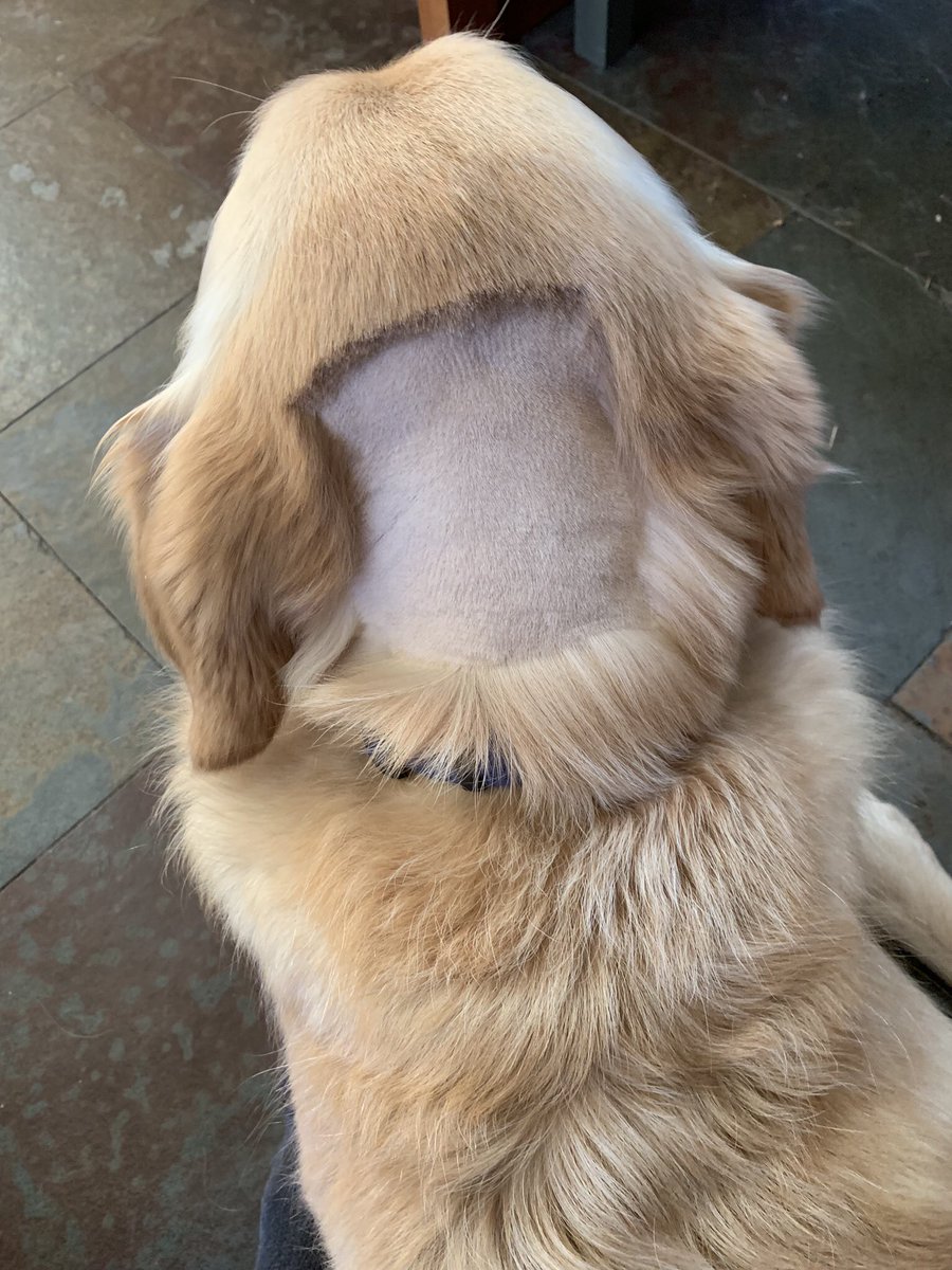 SkyyV1's tweet photo. About 10 days ago I had what was likely a TIA (Transient Ischemic Attack). After that I had a brain MRI and a spinal tap. This is the nice haircut I got for that from the nice folks at the Veterinary Emergency Care Centre. They call it the “Neuro Do”. https://t.co/SjpIHOSULh