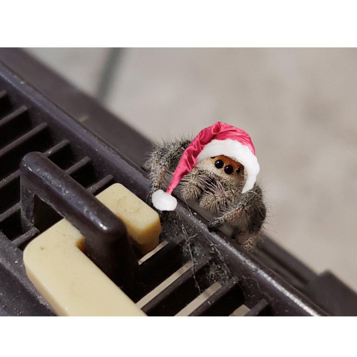 Gettothepointst's tweet photo. @TheBugChicks thanks for all the great insect education. Merry Christmas from me, the kiddo, and Jumpie. https://t.co/sEJUsINsuY