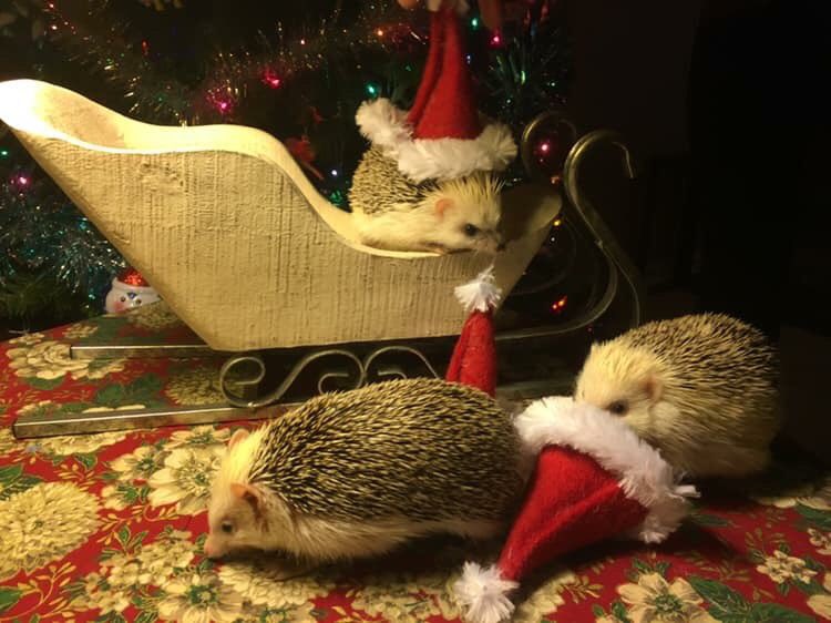MooreBand's tweet photo. Happy Holidays from our hedgehogs to yours@💗💖 https://t.co/w2aPYaqfYO
