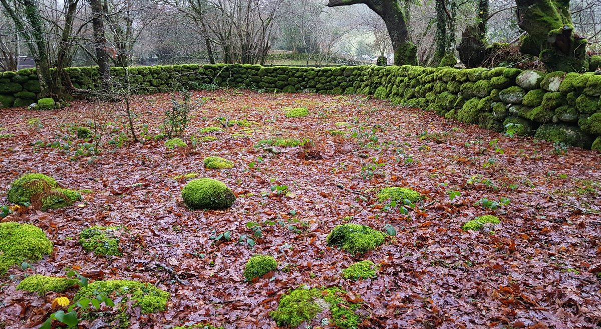 benking01's tweet photo. Bright green moss covering the granite boulders at Newbridge #Dartmoor https://t.co/djaidegaV3
