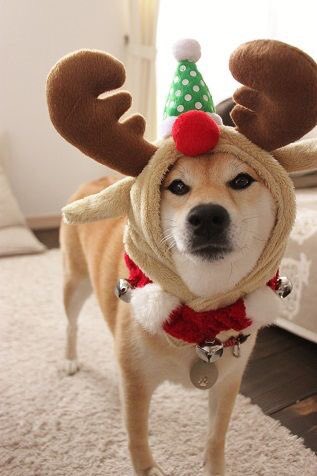 ONGtheShiba's tweet photo. merry christmas ✨🦌🎅🏻🎄

#WANNAONE #ONGSEONGWU 
#워너원 #옹성우 https://t.co/V9wLLHqcjh