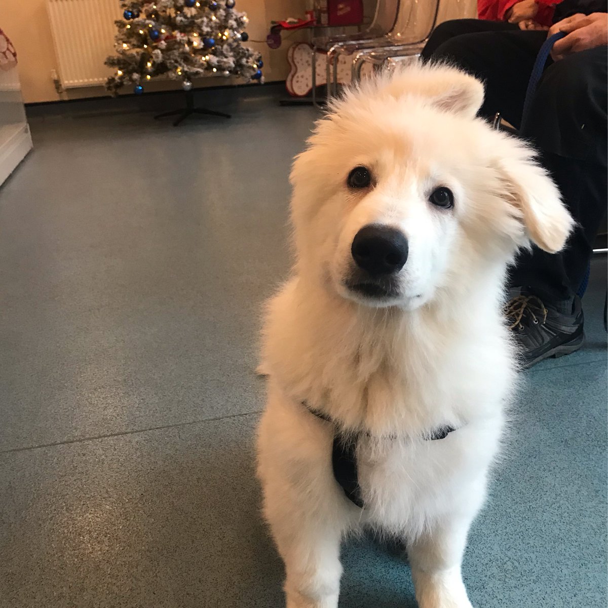 DalesideVets's tweet photo. Merry Christmas Eve 🎉 #dogofinstagram #dogoftheday #puppylove #puppy #germanshepherd https://t.co/AVn4zZ02mC
