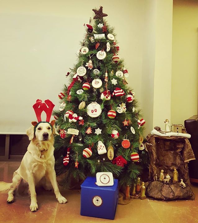 PawPots's tweet photo. Merry Christmas to all from PawPots!! 🎄🐶🐾🎁
.
.
#healthydog #foodfordogs #dogfood #happydog #lebanondogs #pets
#pawpots #dog #dogs #instadog #dogstagram #dogsofinstagram #doglover #doglovers #ilovemydog #lovemydog #petsoflebanon #dogsoflebanon https://t.co/0KJJ4g8s2j