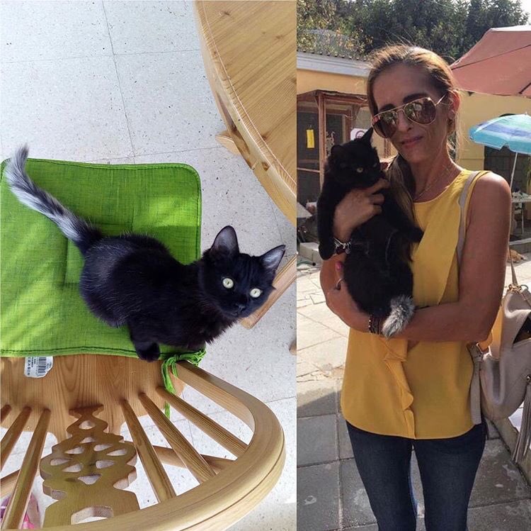 Talacats's tweet image. Rehome 705 .. This gorgeous teenager with the most wonderful and unusual tail has been adopted by Simona and Colin who live in Kamares. We thank this cat loving couple for giving another Tala baby a forever home! 😻 #CatsOfTwitter #cats #rehome
