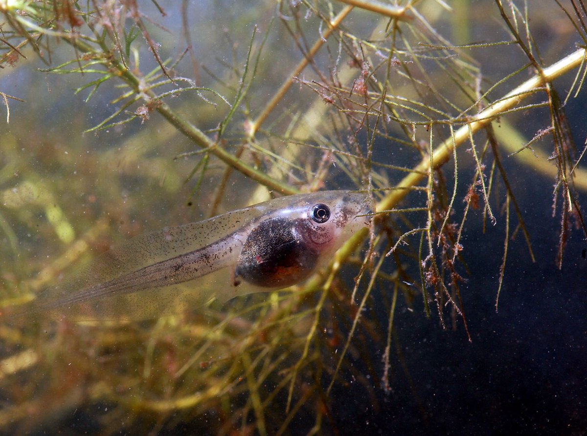 EES Update (@ees_update) on Twitter photo "In our recent paper we showed that the endocrine basis for developmental rate and capacity for developmental acceleration in spadefoot toads is also consistent with trait divergence via genetic accommodation."
<a href="/IGomezMestre/">Ivan Gomez-Mestre</a> #developmentalplasticity extendedevolutionarysynthesis.com/accommodation-… "In our recent paper we showed that the endocrine basis for developmental rate and capacity for developmental acceleration in spadefoot toads is also consistent with trait divergence via genetic accommodation."
<a href="/IGomezMestre/">Ivan Gomez-Mestre</a> #developmentalplasticity extendedevolutionarysynthesis.com/accommodation-…