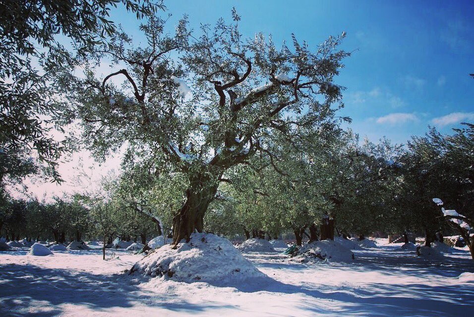 OlioSalve's tweet photo. 🇮🇹 Buon Natale🎄
🇬🇧 Merry Christmas🎄
🇫🇷 Joyeux Noël🎄
🇪🇸 Feliz Navidad🎄 

#OlioSalve #madeinitaly #olio #extravergine #superfood #foodporn #foon #nutrition #Salve #Salento #snow #winter #olivetrees #xmas #BuonNatale #MerryChristmas #JoyeuxNoel #FelizNavidad https://t.co/GOF3pONUZY