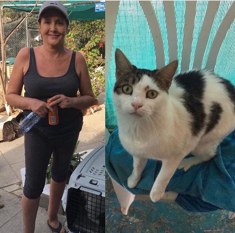 Talacats's tweet image. Rehome 708 .. Here is Sue one of our new volunteers. It didn’t take Sue long to fall for the charms of one of our loving cats. Epiphany our lovely nature’s blind girl who came to us some months ago from Limassol has gone to her forever home with Sue. Thankyou so much! 😻 #rehome