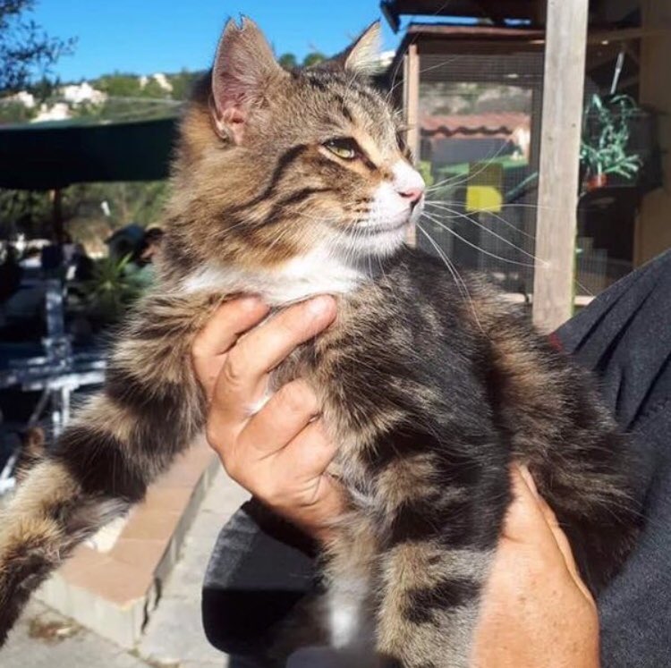 Talacats's tweet image. Rehome 709 .. Here is lovely boy Ollie. Ollie has left the park to start a new life with Johanna Erasmus who lives in Tala. Thankyou so much Johanna for giving this handsome boy a loving forever home! 😻 #rehome #CatsOfTwitter #cats