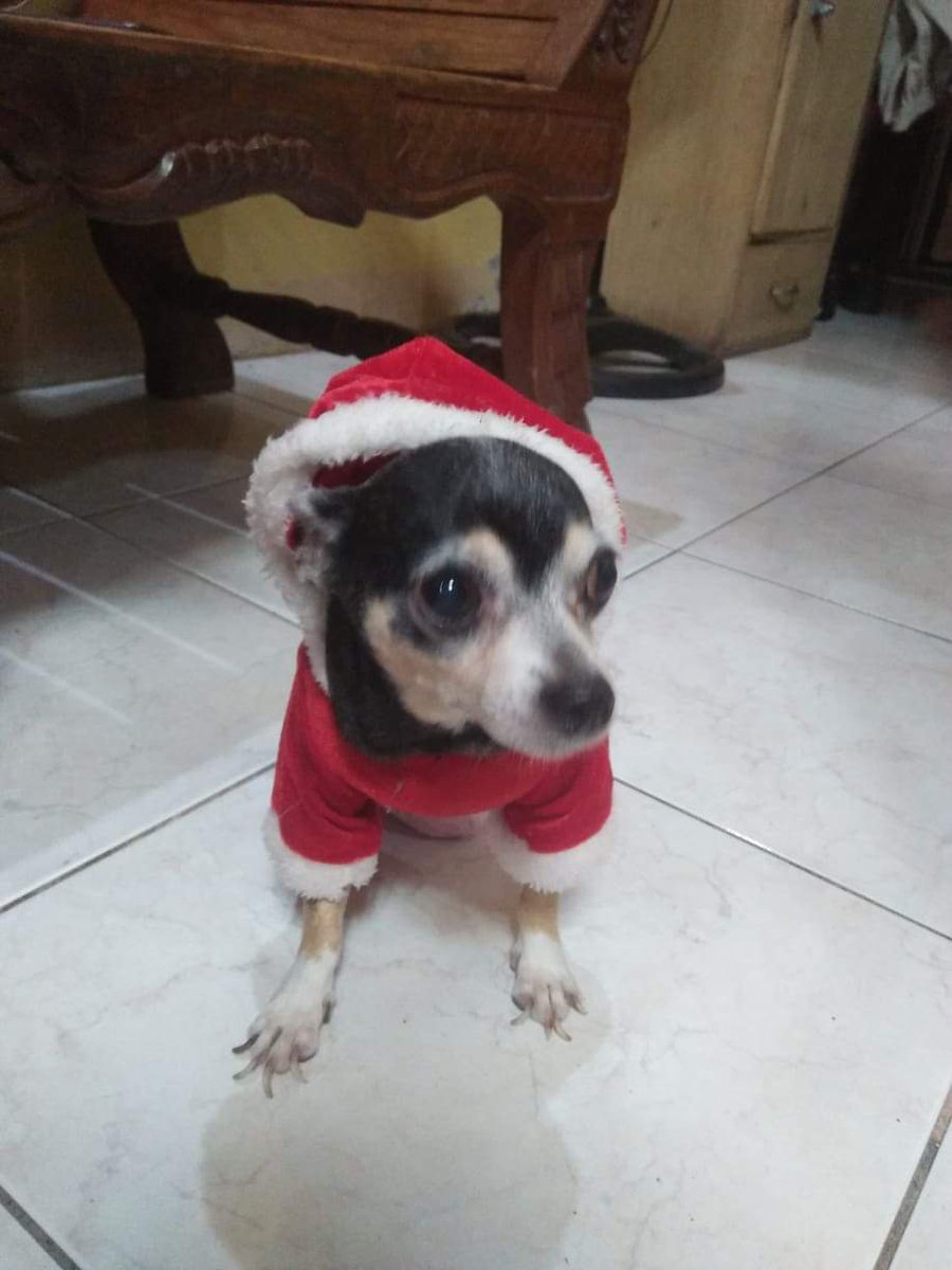 Mikhailzion's tweet photo. Merry christmas 🎅🎄 https://t.co/ofKBH5pHcM