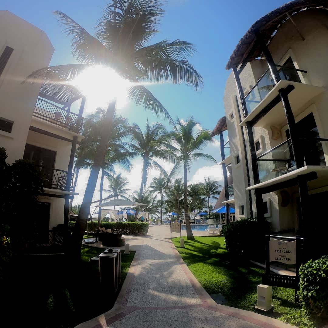 The Reef Playacar tweet media