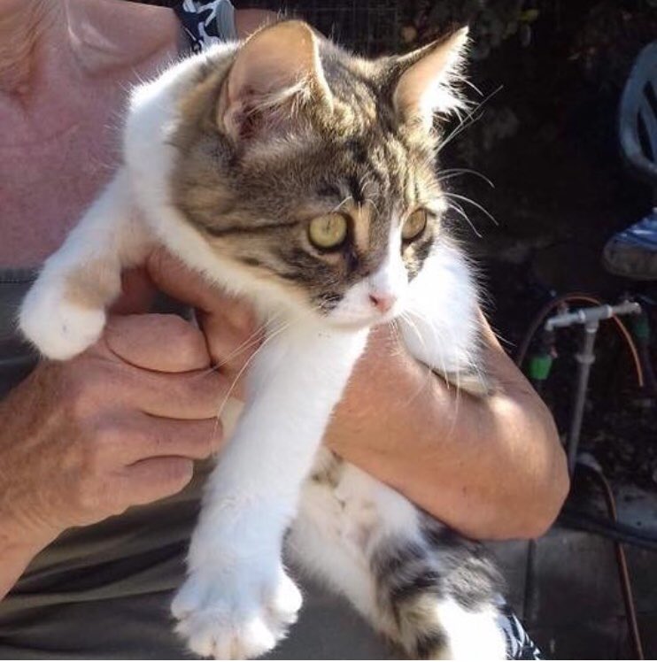 Talacats's tweet image. Rehome 710 .. Here is newly named Hetty who was adopted by new cat park volunteer Roseanne. We thank Roseanne for giving Hetty a new start in life which is everything we strive for and want for our fur babies. Thankyou so much! 😻 #rehome #CatsOfTwitter #cats