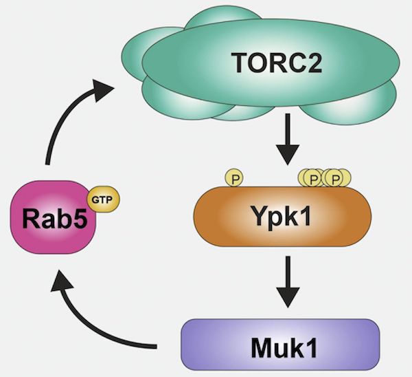 Journal of Cell Biology tweet media