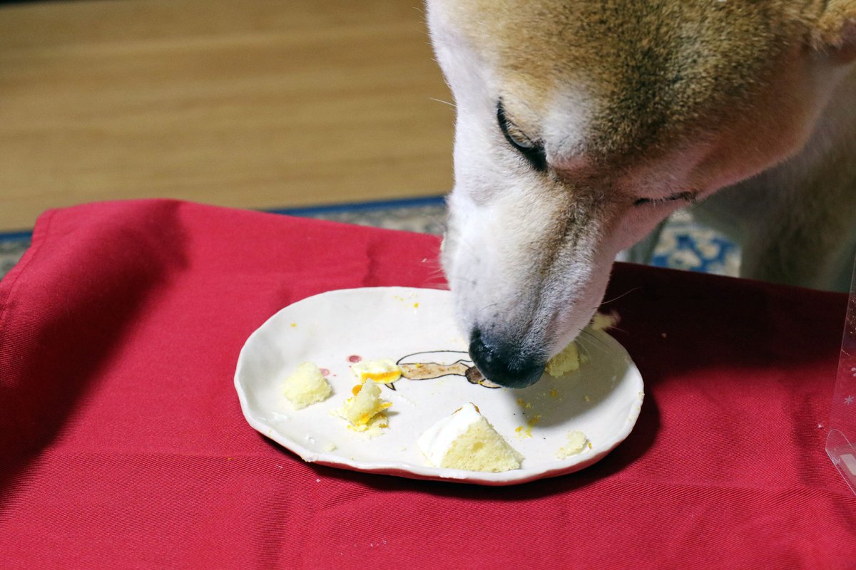 犬ケーキ 犬ケーキ