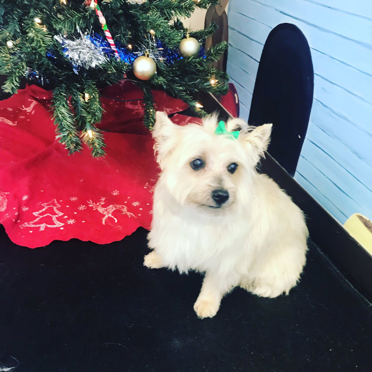leashnlather's tweet photo. Bridgette #westie #leashnlather #doggiedaycare #doggeooming #saddlebrook #adogschristmas https://t.co/H0hMeLVaE9