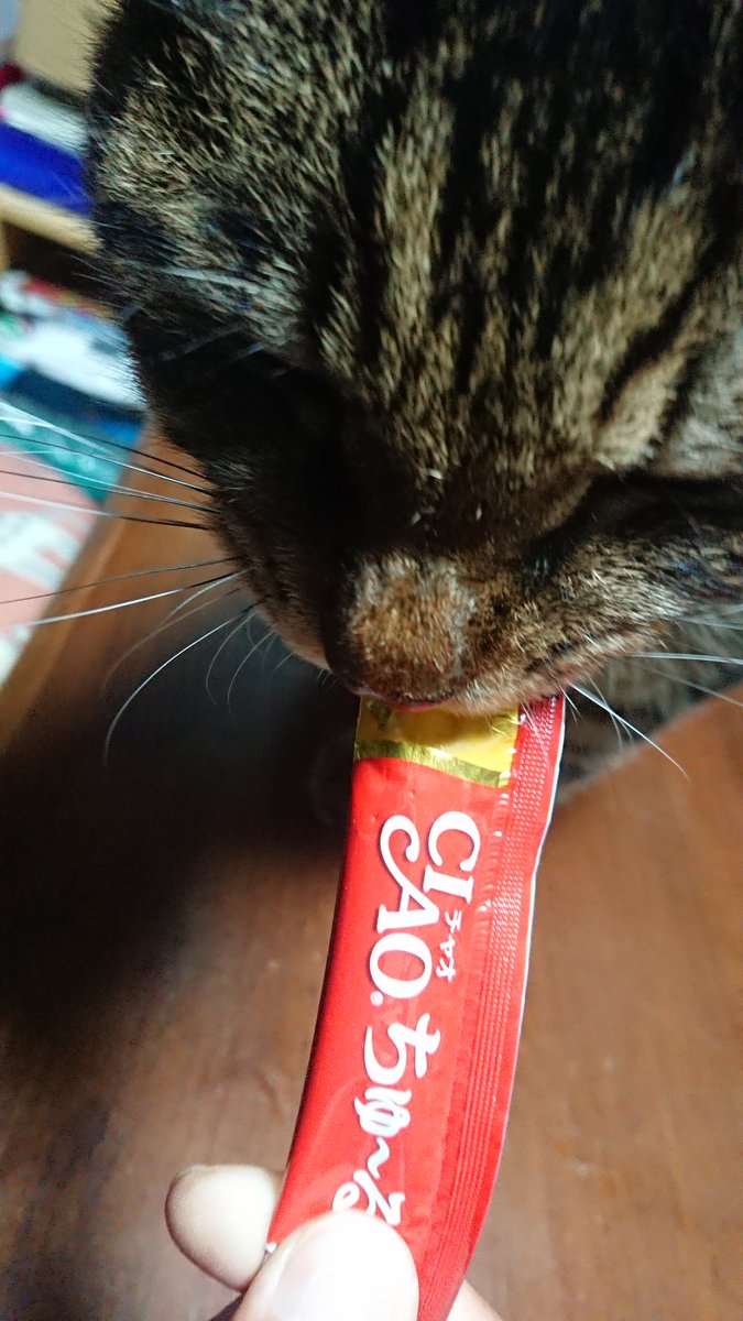 猫また伯爵 Nekomatahakusyakuke 未明 から おねだり 猫 に 顔面 を 叩かれ 起こされた 肉球 どころか 軽く 爪 が入るw ちゅ るちゅ るciaoちゅ る 就寝中に失礼します 熟睡中にすいません おねがいしますこのとおり 肉球さわらせて