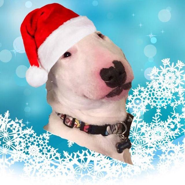 PuppernelsonF's tweet photo. Sorry i havent posted much. Merry Christmas to all you Nelson lovers! Screw everyone else! https://t.co/IFZqdRDdVk