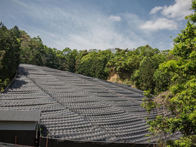 hibiki_an's tweet photo. Of all the tea farms in Japan, only a small number of tea farmers grow competition grade tea. If the tea contributed to Japan's National Tea Competition wins the award, it brings extreme and deep honor for the farmer...
https://t.co/SvACPClIIC https://t.co/972b5fWUbr