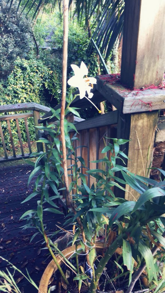 FoxyLustyGrover's tweet photo. One of @SimoneWadham’s Christmas Lilly managed to bloom for Christmas Day, got a bit battered by yesterdays weather. Maybe a bit reminiscent of our Family... a bit battered but carrying on regardless. ❤️❤️❤️🌈 
#SimoneWadham #Always #Foxymas https://t.co/Pk7lmGqDen