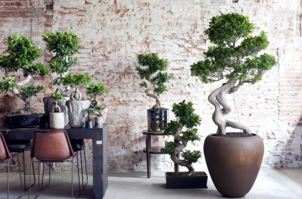 TuincentrumB's tweet photo. De Ficus siert al veel Vlaamse huiskamers. Geen wonder, want deze knappe bladplant is niet alleen prachtig, maar ook gemakkelijk in onderhoud. Een lichte of een donkere plek? Het is allemaal OK voor de Ficus. https://t.co/IpYLxcCJzH