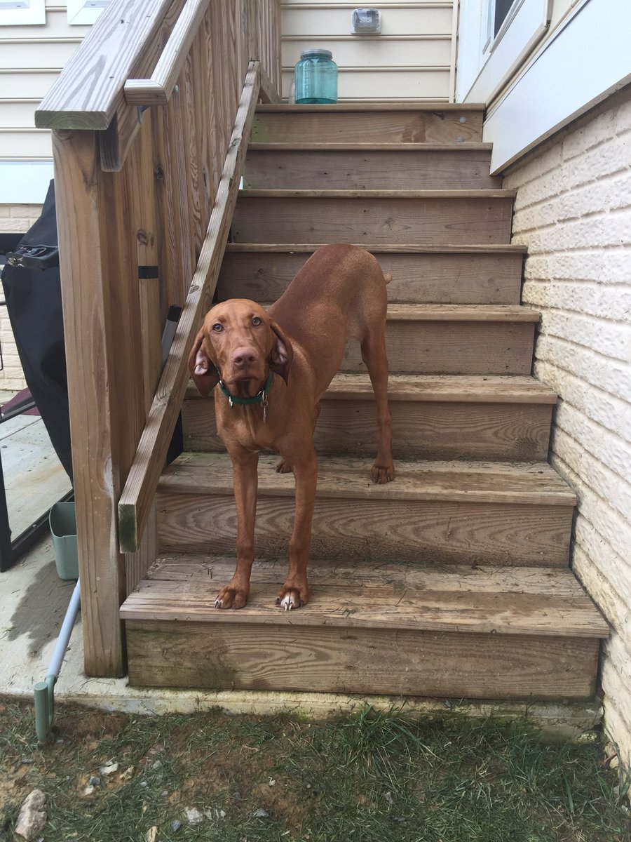 lbear_1145's tweet image. **PLS STOP SCROLLING**
twitter pls do your thing
MY PUPPY IS MISSING!! 
responds to Conor and he’s a brown Vizsla. 
went missing approximately three hours ago, and was last seen in EMBRY MILL, STAFFORD VA!! 
he’s still a baby, and gets scared easily. 
pls rt to spread the word