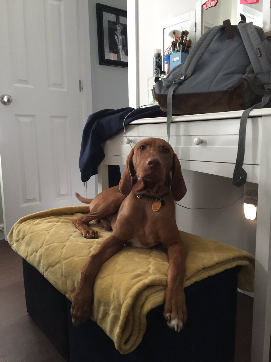 lbear_1145's tweet image. **PLS STOP SCROLLING**
twitter pls do your thing
MY PUPPY IS MISSING!! 
responds to Conor and he’s a brown Vizsla. 
went missing approximately three hours ago, and was last seen in EMBRY MILL, STAFFORD VA!! 
he’s still a baby, and gets scared easily. 
pls rt to spread the word