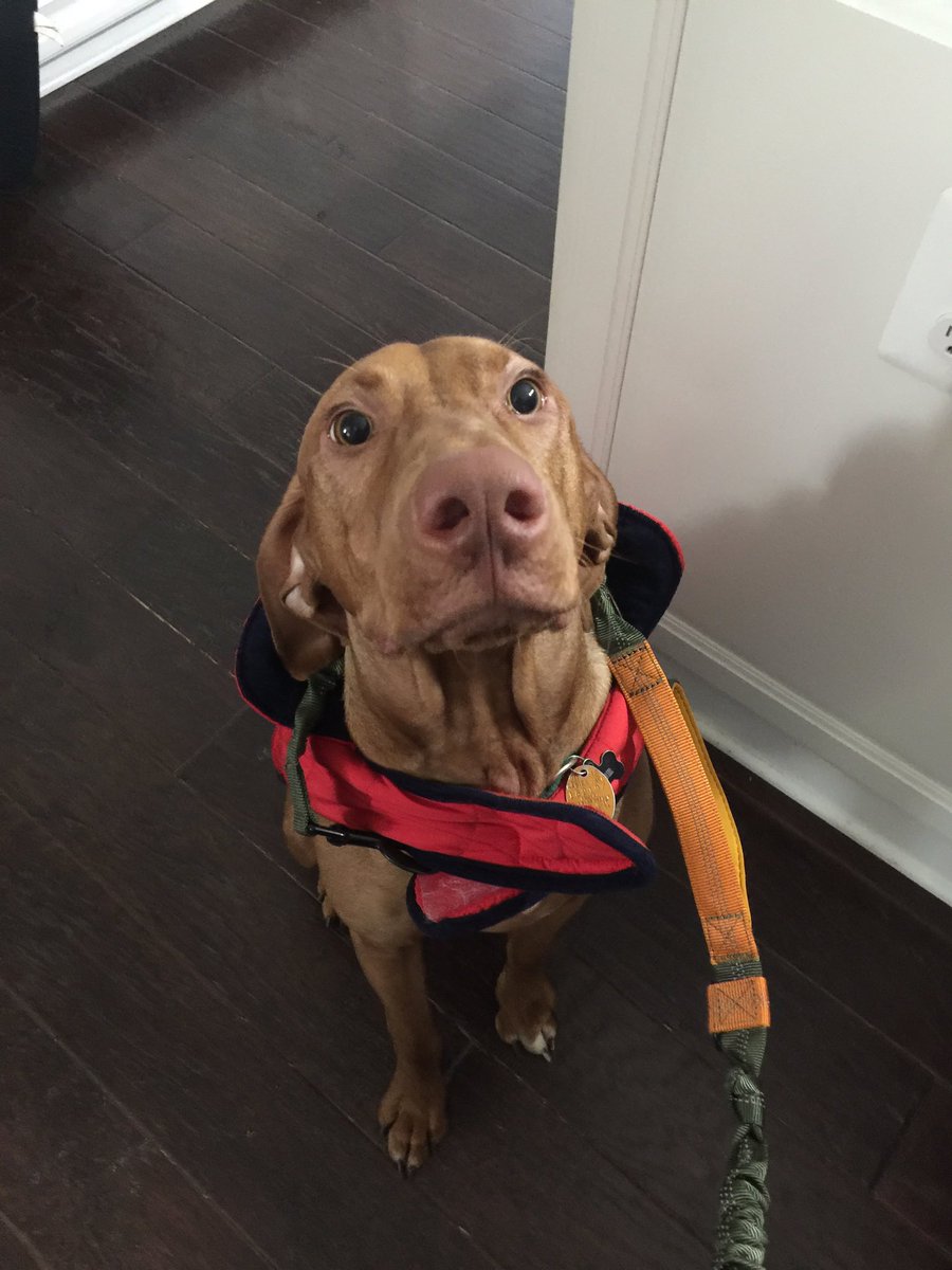 lbear_1145's tweet image. **PLS STOP SCROLLING**
twitter pls do your thing
MY PUPPY IS MISSING!! 
responds to Conor and he’s a brown Vizsla. 
went missing approximately three hours ago, and was last seen in EMBRY MILL, STAFFORD VA!! 
he’s still a baby, and gets scared easily. 
pls rt to spread the word