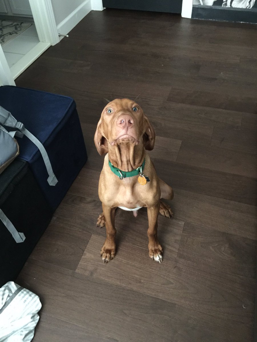 lbear_1145's tweet image. **PLS STOP SCROLLING**
twitter pls do your thing
MY PUPPY IS MISSING!! 
responds to Conor and he’s a brown Vizsla. 
went missing approximately three hours ago, and was last seen in EMBRY MILL, STAFFORD VA!! 
he’s still a baby, and gets scared easily. 
pls rt to spread the word
