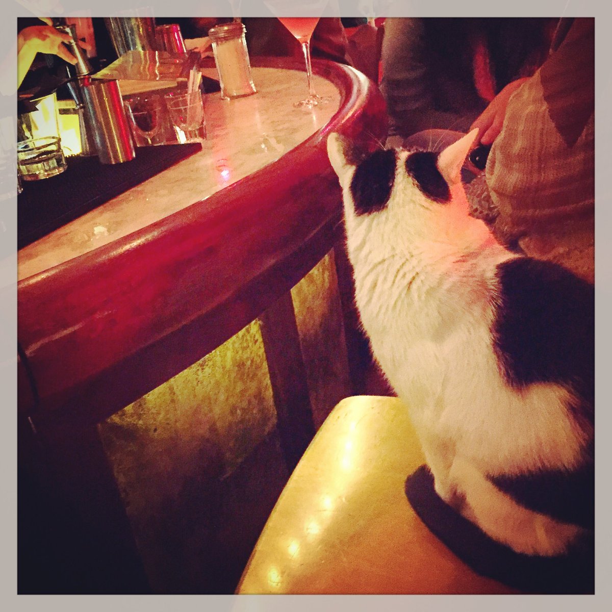⁦@baroffbroadway⁩ My fav moment at your pub was finding a drinking buddy who was a cat. Dec 12th, 2015. Happy 10th anniversary, now where is my whiskey! #Xmaseve