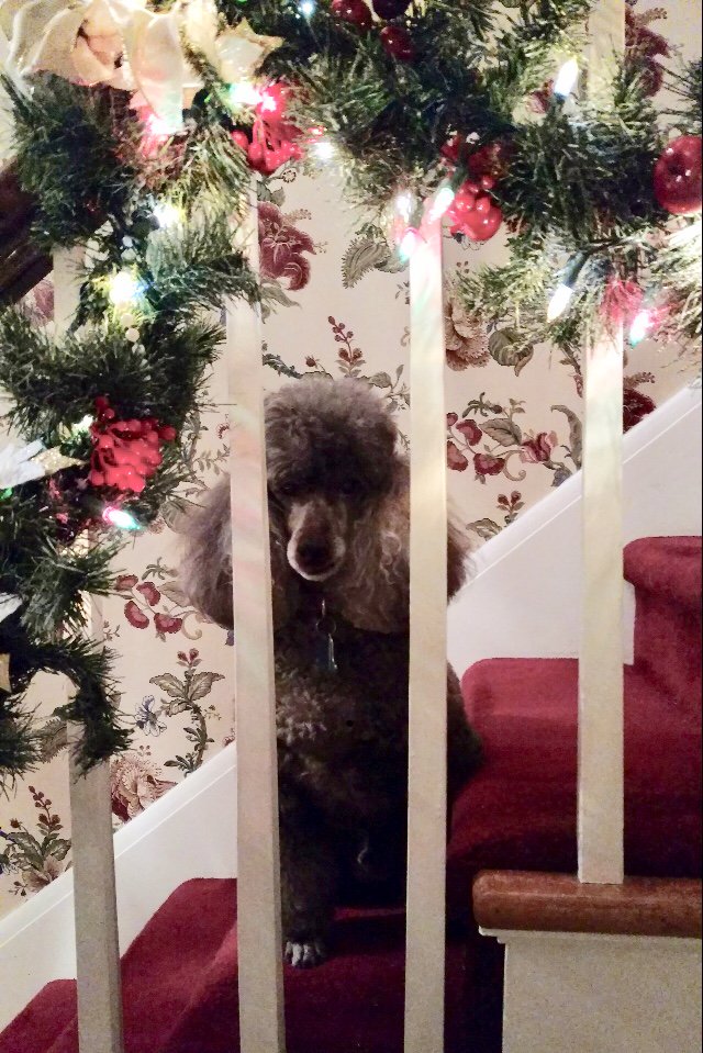 King_Spry_Law's tweet image. Attorney Nick Noel’s Baxter will be keeping watch tonight as the rest of the world settles in to wait for St. Nicholas. From all of us at KingSpry, Merry Christmas! #dogsofdecember #lawsandpaws