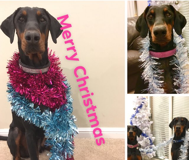 StampedeEq's tweet photo. Celebrating the Dobermann 🎄🎄🌟Merry Christmas to our Dobermann twitter family #Cass_C7 #Qlimax54 #jimpy368 #KaiserDoberman #rocky_ordner #DobermanSisters #Indradobe #mark_cefai tag us for RT if you love dobes 💕 https://t.co/ZiRy05SgXy