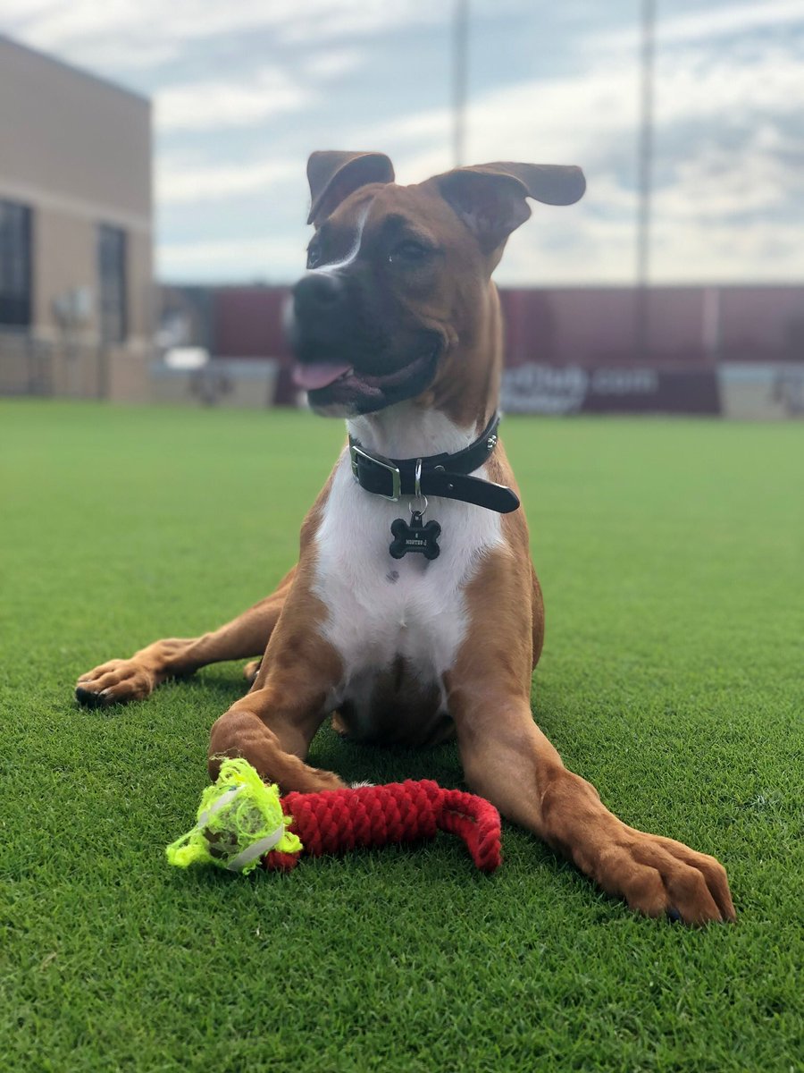 ThatsLEFTY117's tweet photo. Someone Help me find my dog I miss him 🤦🏾‍♂️ his not familiar yet with New Orleans can y’all help me get this viral I’m sick without my dog 😓😔 if seen please DM ME https://t.co/NalaaQJAKC