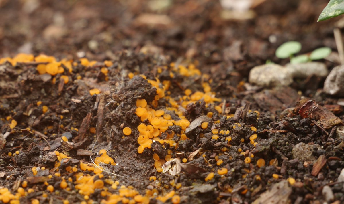 Orange peel fungus? Looks like tiny apricots.