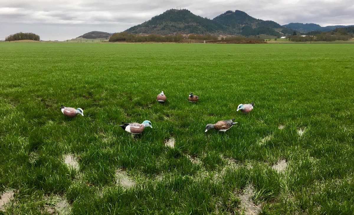 Got a little field testing in this morning! #fullbodywigeon #duckdecoy #duckhunting #ducksunlimited #wigeon #hunting
