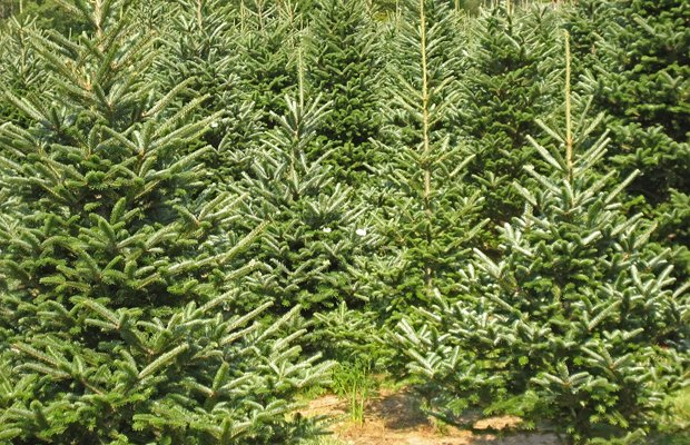 AgriShona's tweet photo. #WhatsThatPlant: It's a #RealChristmasTree!
#CdnAg produces 3-6M Christmas trees a year w 98% coming from specialty farms covering over 80,000 acres. Since 1 acre of Christmas trees produces oxygen for 18 ppl it's no wonder everyone loves the smell of a real tree! #KnowYourCrop https://t.co/IbWlTv0pKM