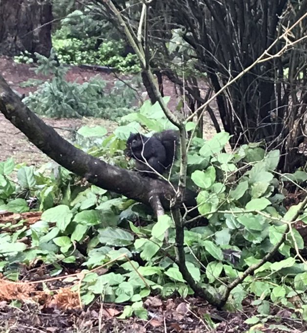 めっちゃリスいる 