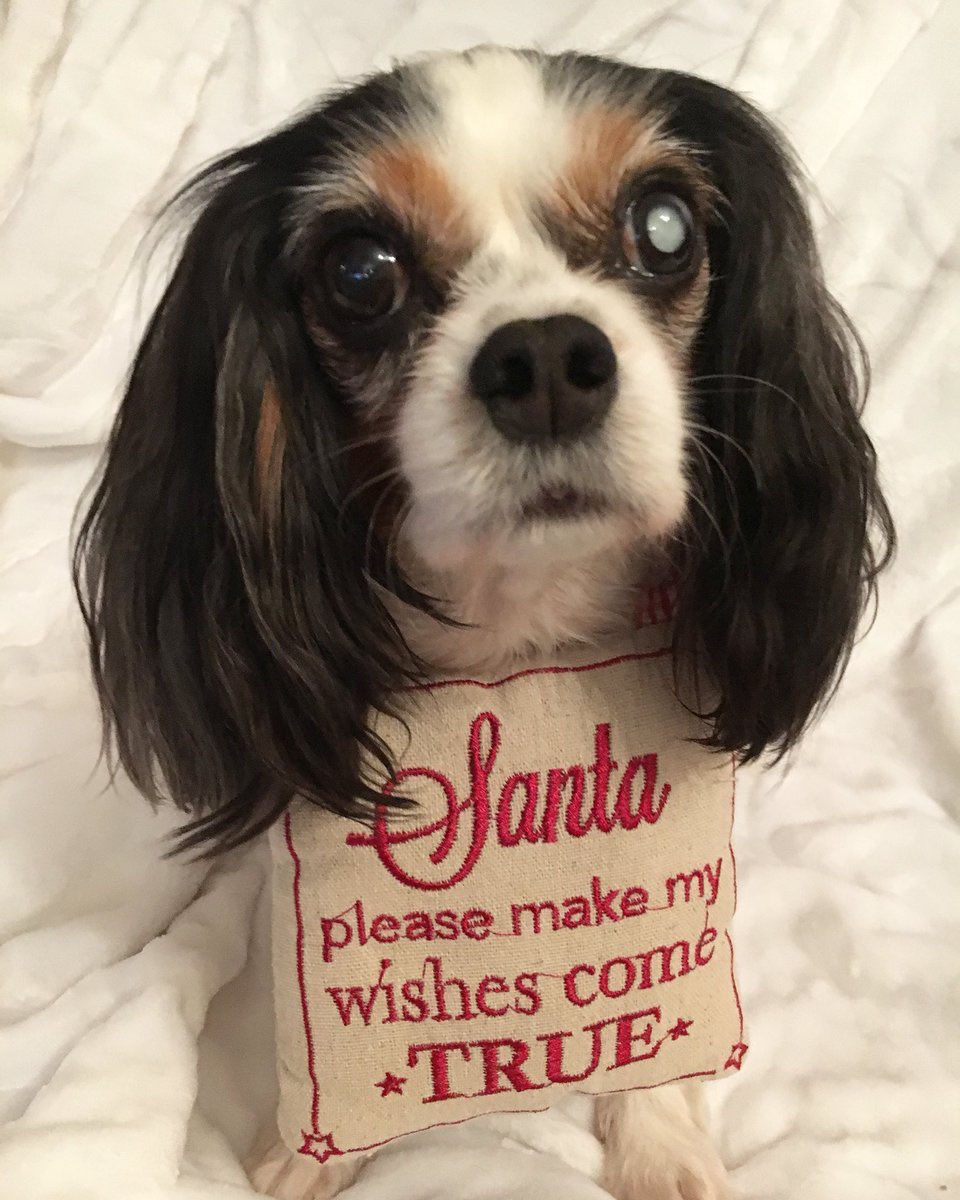 pupaid's tweet photo. Happy Xmas to all you lovely @pupaid supporters! Thanks everyone who attended #pupaid2018, shares our puppy farming/rescue dog posts & has supported the hugely successful #LucysLaw campaign to ban 3rd party sales of puppies & kittens! #wheresmum #adopt https://t.co/bXCUdf8o91