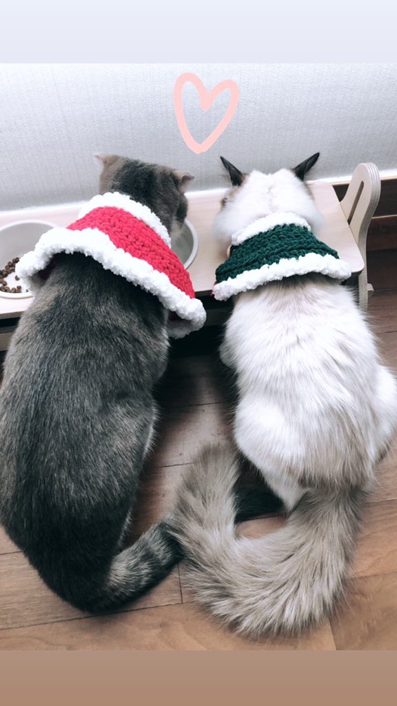 고양이는 두 마리인데 밥그릇은 최소 3개.. 리오와 루카 폭풍 성장의 비결일까? 🤔💜💜