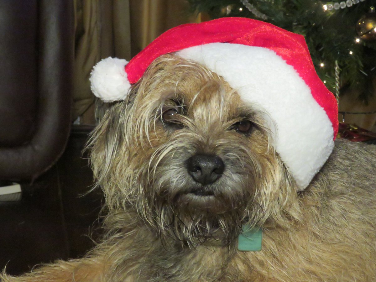 jack_border's tweet image. It’s nearly Woofmas Day pals!!!