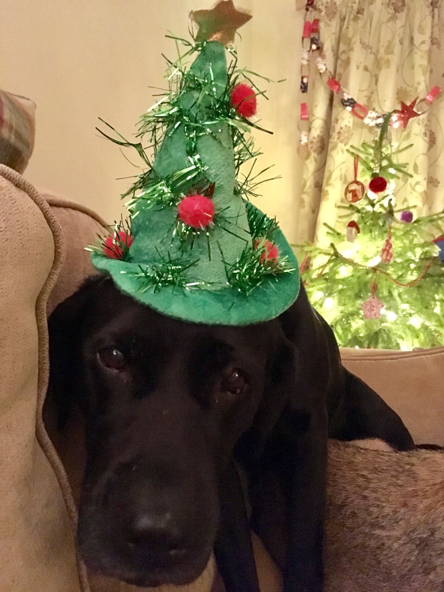 No1EstateBoss's tweet photo. As you can see #Pegdog is super happy itβs nearly Christmas #saddog #lovealab https://t.co/qceX8tuC5O