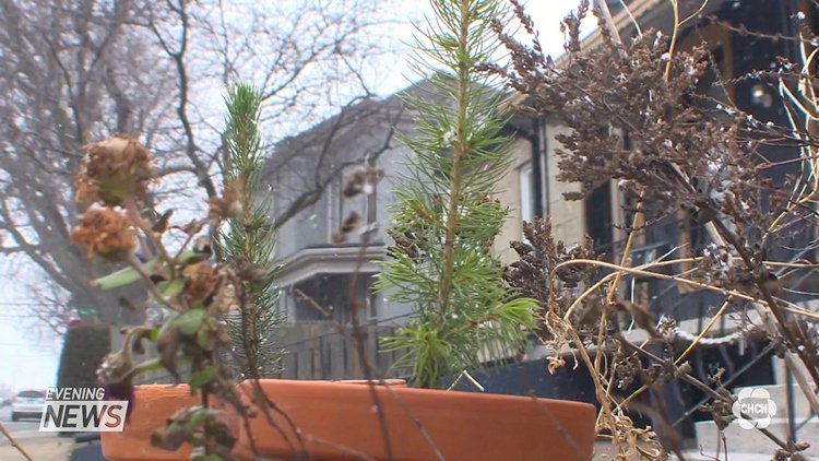 CHCHNews's tweet image. For some families, it's a holiday tradition: to pick out their authentic Christmas tree, but one Hamilton environmentalist started a project to get people planting a Christmas tree instead of cutting one down.

@PhilPerkinsCHCH reports.

Details: chch.com/?p=180736