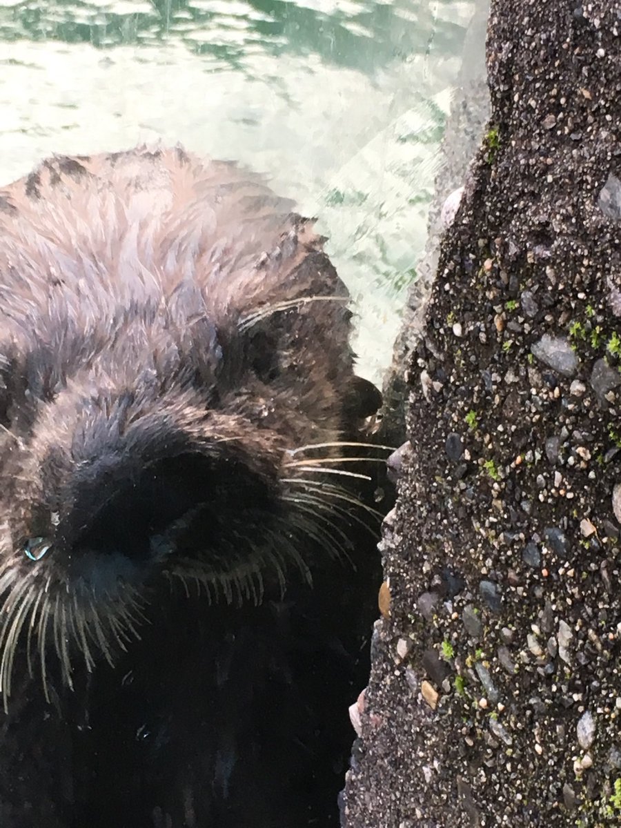 Thank you ⁦@vanaqua⁩ and Kailee, Troy, #katmai and #kulik for a memorable encounter! #seaotter #animalencounter #vanaqua