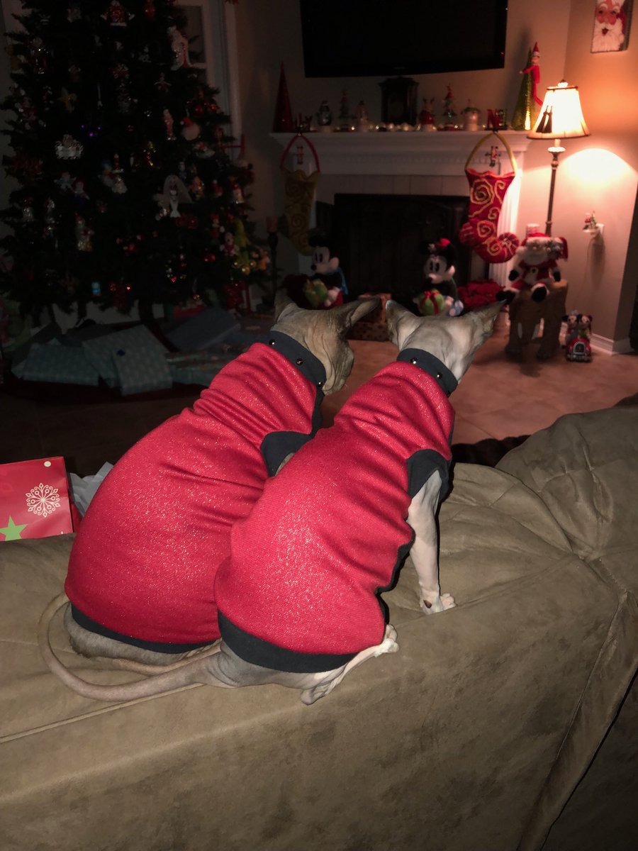 dawn_termine's tweet photo. Is Santa here yet?? We’ve been good!! Sebastian and Harley!! https://t.co/VDEKlJEdIT