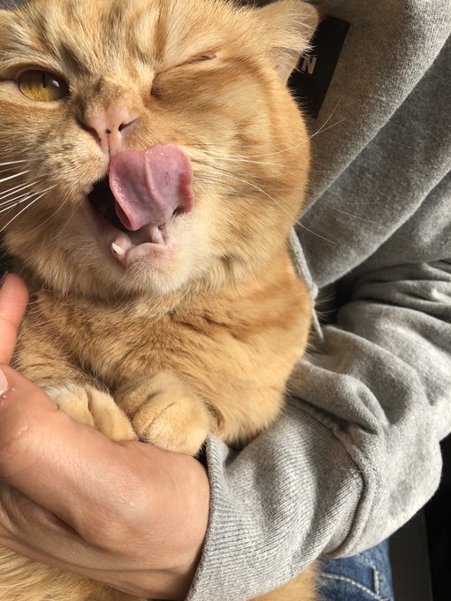 猫アパクリスマスのtwitterイラスト検索結果