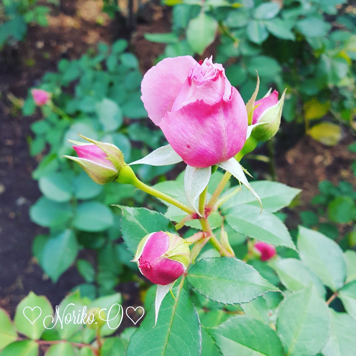 Nonno2200's tweet photo. #おはよう 
#goodmorning 
#写真好きな人と繋がりたい
#ファインダー越しの私の世界 
#roses 
#薔薇 
#flowers 
#flowerlovers
#flowerlife 
#花 
#花のある生活 
#お花と過ごす時間 
#2018december
#12月
#師走
#japan 
#今日の一枚 
#ガーデニング 
#冬支度
#winter https://t.co/h0FRJPFOyF
