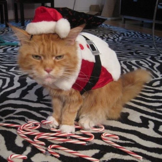 If you love dressing up and fun stuff as much as TomCat does, you'll be pleased to know we're taking a few days off! Merry Christmas and see you soon...
 #releasethemonkey