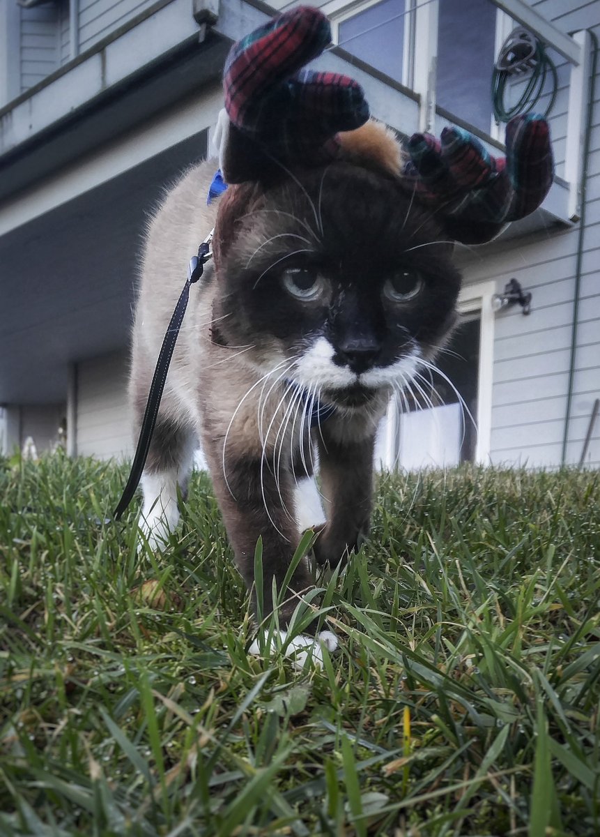 AmyHope313's tweet photo. Tis the season to torment your pets!😬😂Happy holidays! 😽 

#luckycat #CatsOfTwitter #Siamesecat #outdoors #Adventure #rescuecats #holidays https://t.co/FrBay881Yh