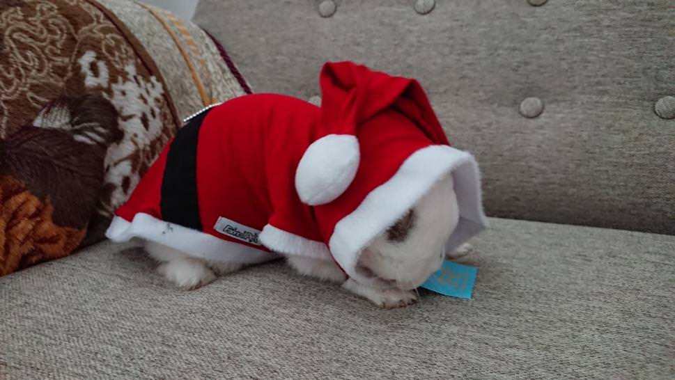 luality's tweet photo. merry bunmas!!!! https://t.co/CADdKRpq1b https://t.co/IGSsDbCOBp